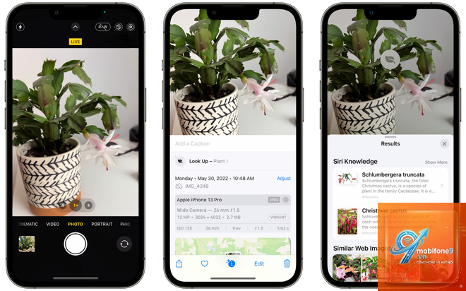 cách nhận diện cây cối bằng iphone - Hình 1