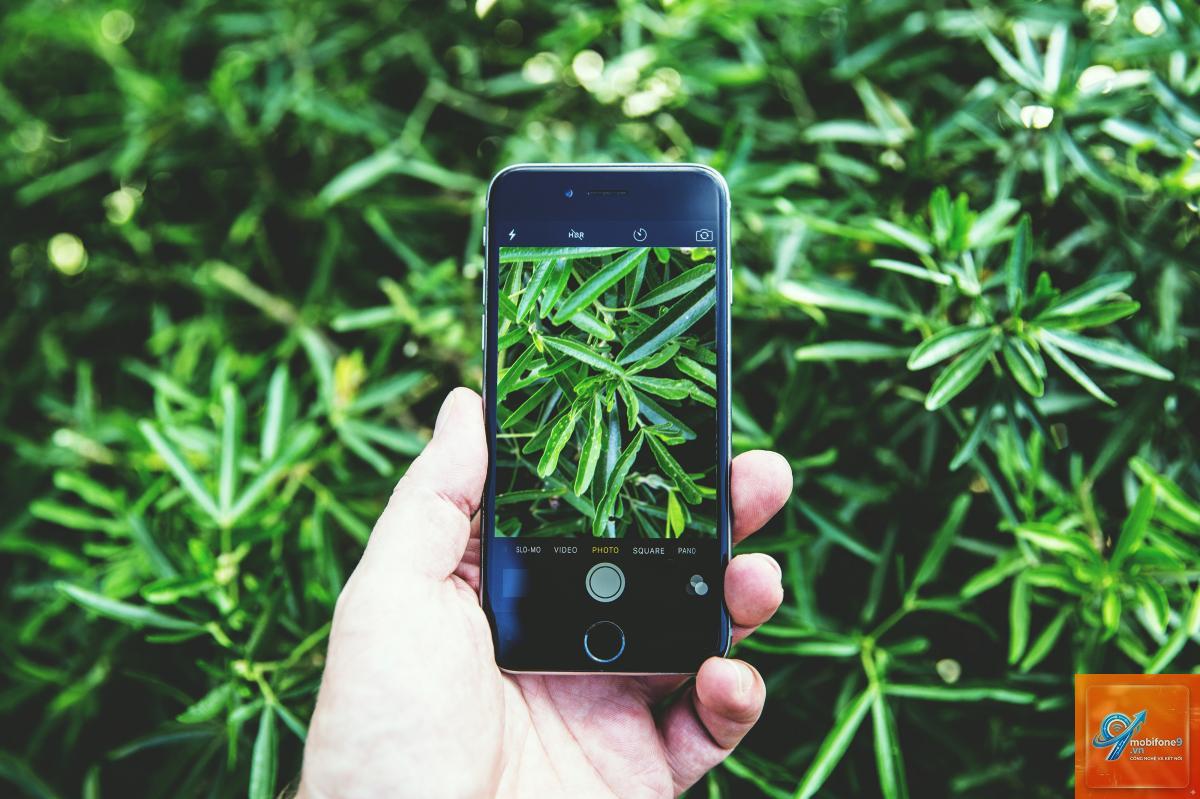 cách nhận diện cây cối bằng iphone - Hình 4