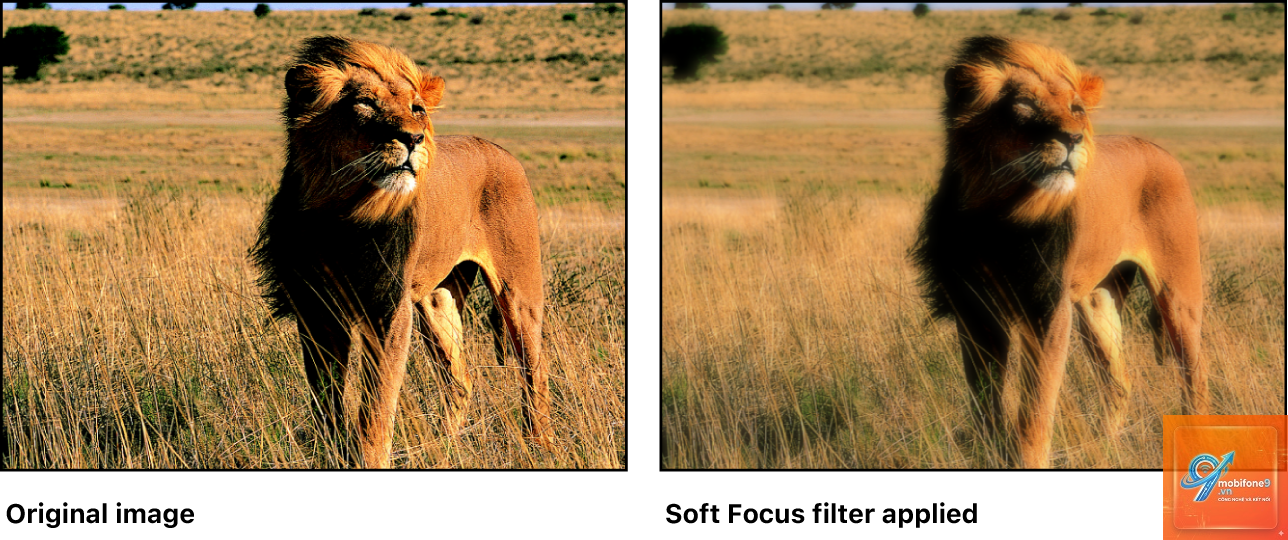 focus filter là gì - Hình 3