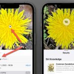 Visual Lookup là gì? Hướng dẫn chi tiết từ A-Z về tính năng tra cứu hình ảnh thông minh visual lookup là gì